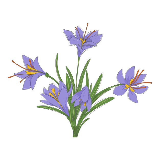 Hand drawn saffron plant illustration