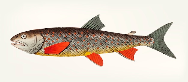 Free vector hand drawn of salvelin trout