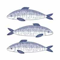 Free vector hand drawn sardine illustration