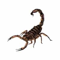 Free vector hand drawn scorpion isolated on white background