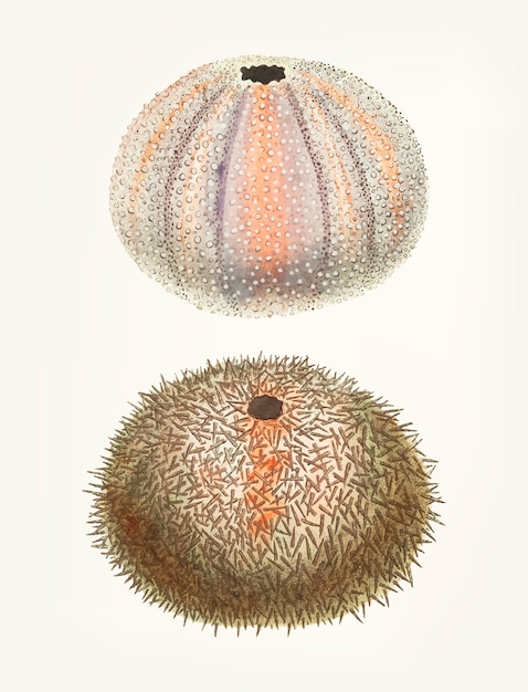 Hand drawn of sea urchin