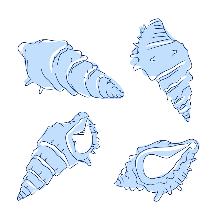 Free Vector hand drawn seashell illustration
