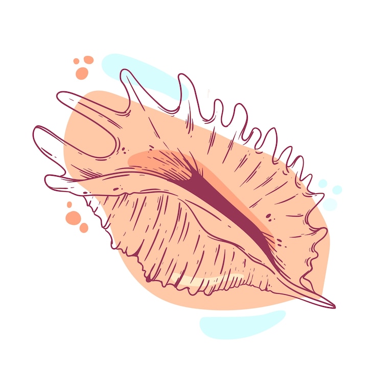 Free Vector hand drawn seashell outline illustration
