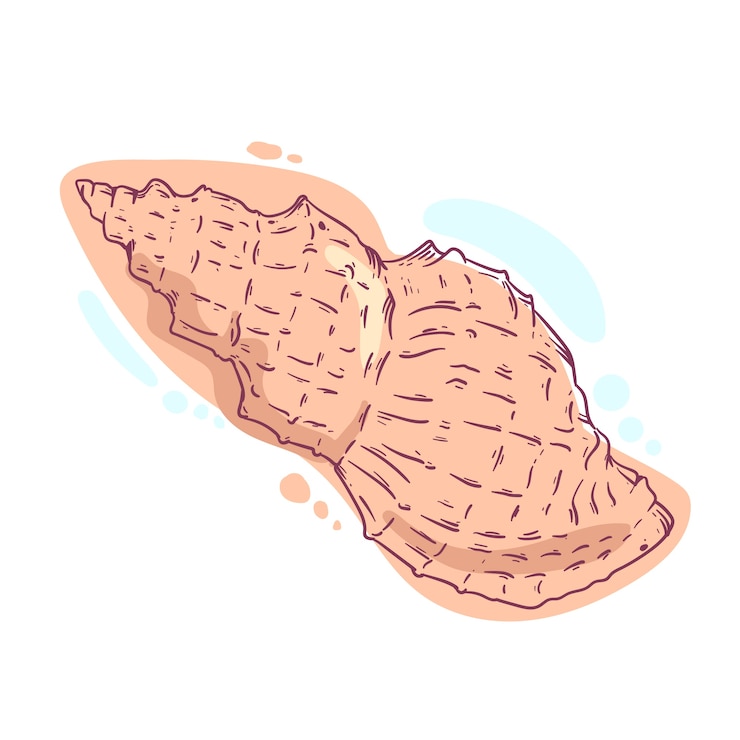 Free Vector hand drawn seashell outline illustration