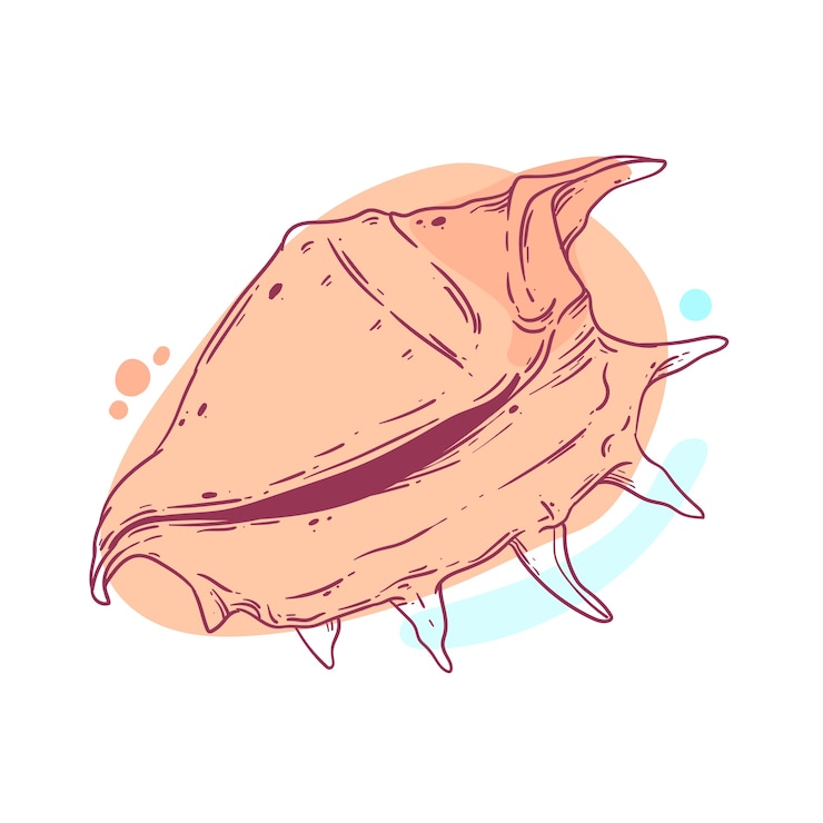 Free Vector hand drawn seashell outline illustration