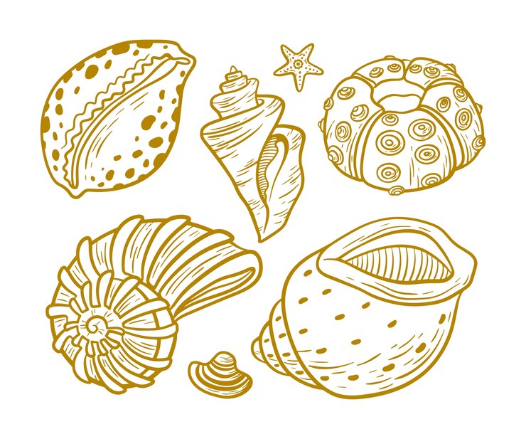 Free Vector hand drawn seashell outline illustration