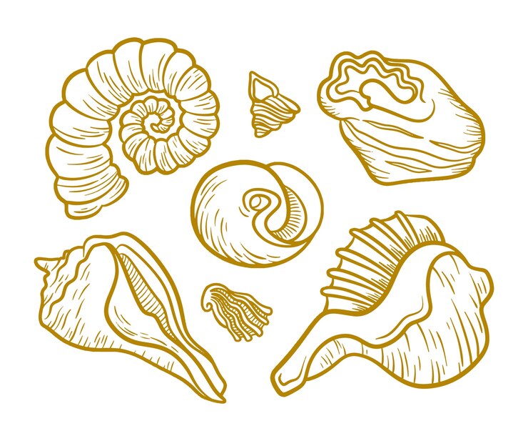 Free Vector hand drawn seashell outline illustration