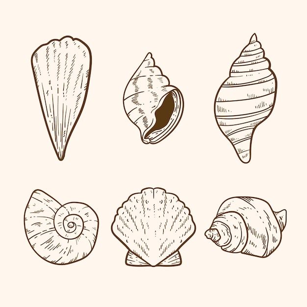 Hand drawn seashell outline illustration