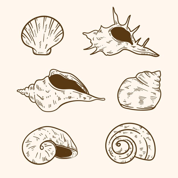 Hand drawn seashell outline illustration