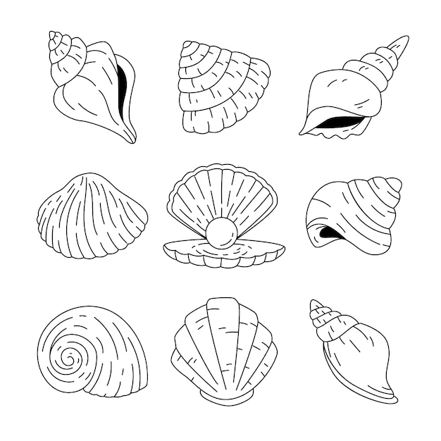 Hand drawn seashell outline illustration