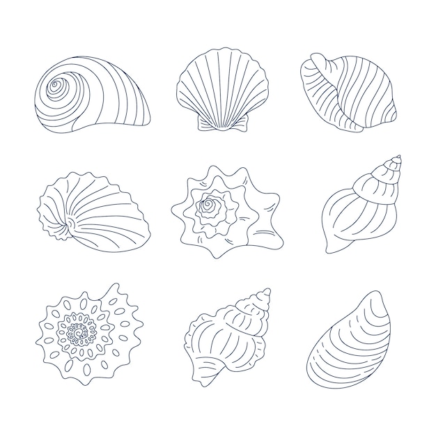 Hand drawn seashell outline illustration