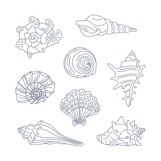 Hand drawn seashell outline illustration