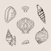 Free vector hand drawn seashell outline illustration