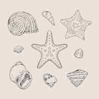 Free vector hand drawn seashell outline illustration