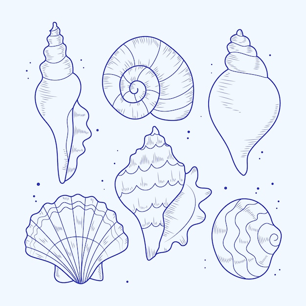 無料ベクター 手描きの貝殻の概要図