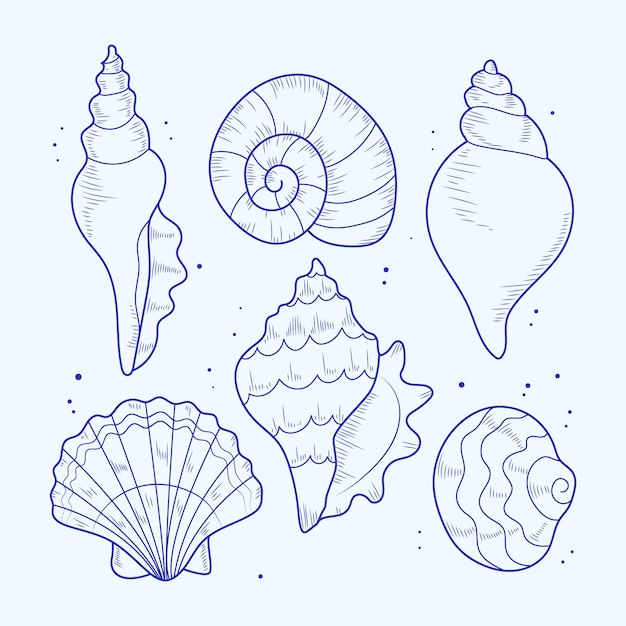 Hand drawn seashell outline illustration