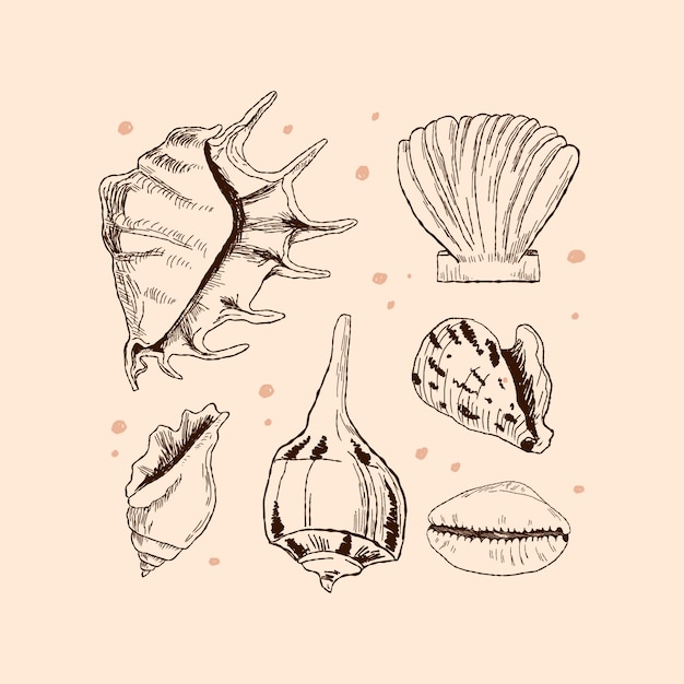 Hand drawn seashell outline illustration