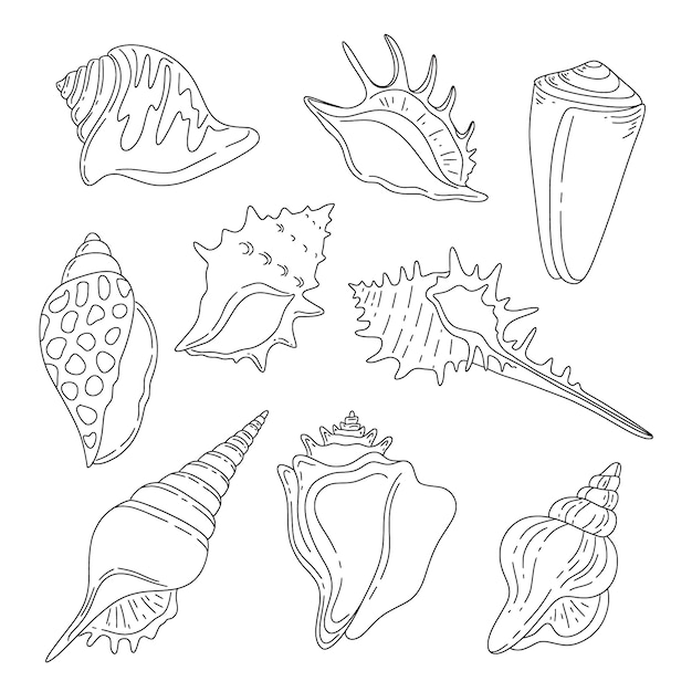 Free vector hand drawn seashell outline illustration