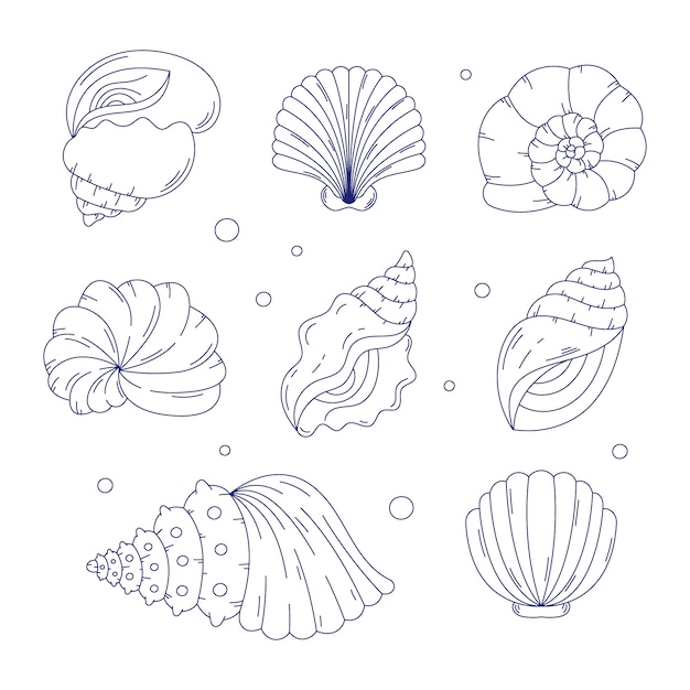 手描きの貝殻の概要図