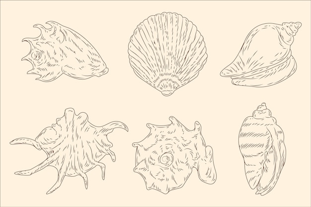 Hand drawn seashell outline illustration