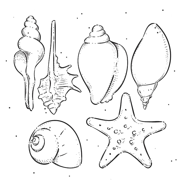 Free vector hand drawn seashell outline illustration