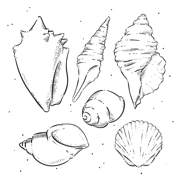 Free vector hand drawn seashell outline illustration