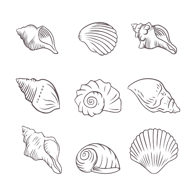 Hand drawn seashell outline illustration