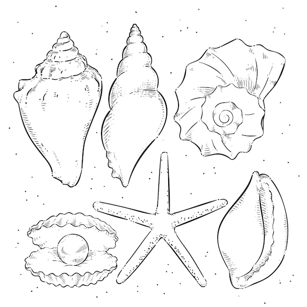 無料ベクター 手描きの貝殻の概要図