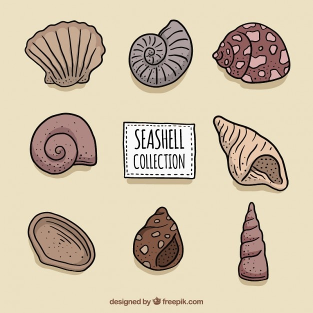 Free vector hand drawn seashells set