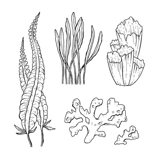 Бесплатное векторное изображение Нарисованная рукой иллюстрация рисунка морских водорослей
