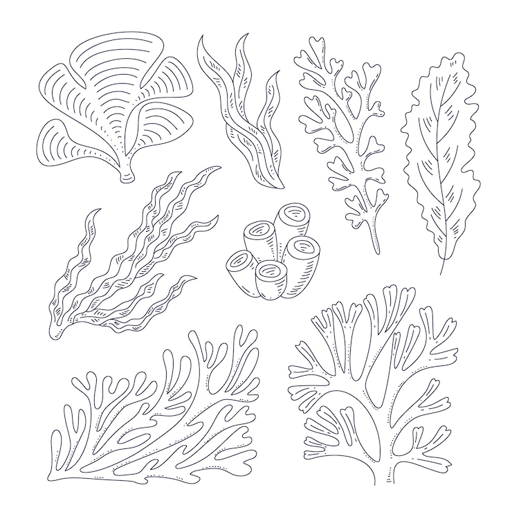 Free Vector hand drawn seaweed outline illustration