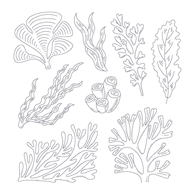 手描きの海藻の概要イラスト