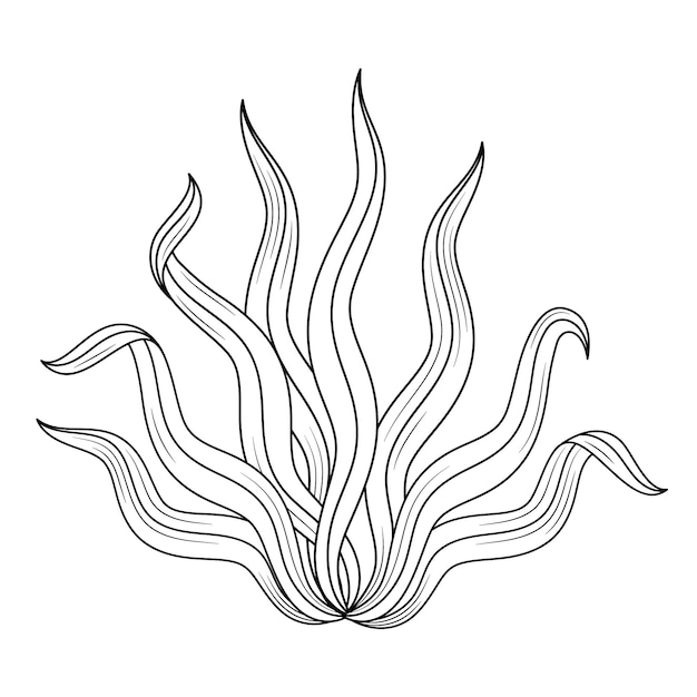 Hand drawn seaweed  outline illustration