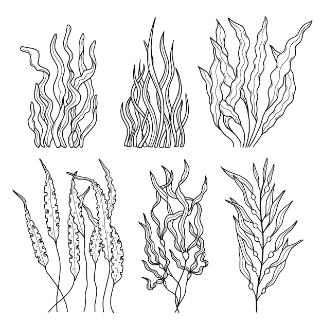 Hand drawn seaweed outline illustration