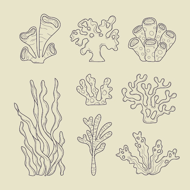 Free vector hand drawn seaweed  outline illustration