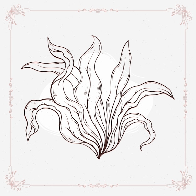 Free vector hand drawn seaweed  outline illustration