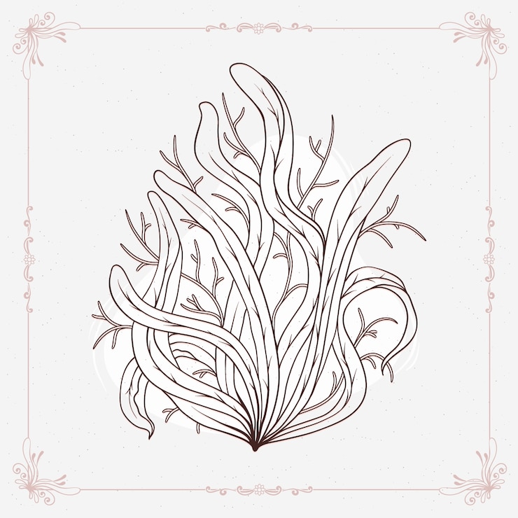 Free Vector hand drawn seaweed  outline illustration
