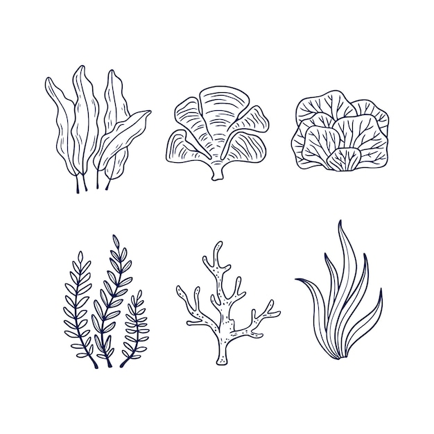 Бесплатное векторное изображение Нарисованная рукой иллюстрация контура морских водорослей