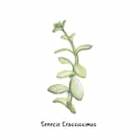 Free vector hand drawn senecio crassissimus humbert succulent
