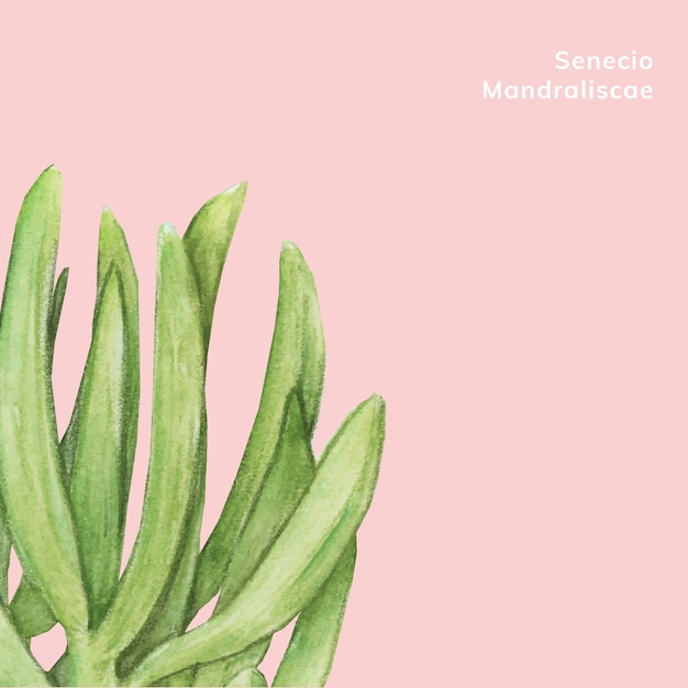 Vettore gratuito disegnato a mano senecio mandraliscae succulento