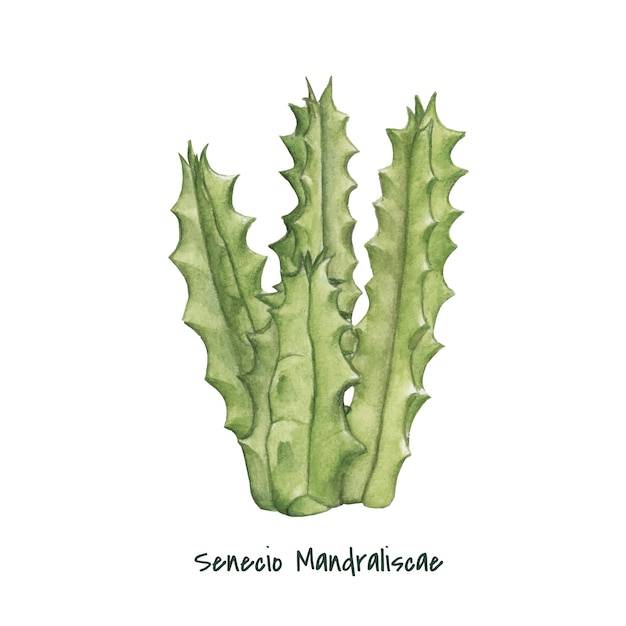 Hand drawn senecio mandraliscae succulent