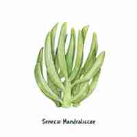 Free vector hand drawn senecio mandraliscae succulent