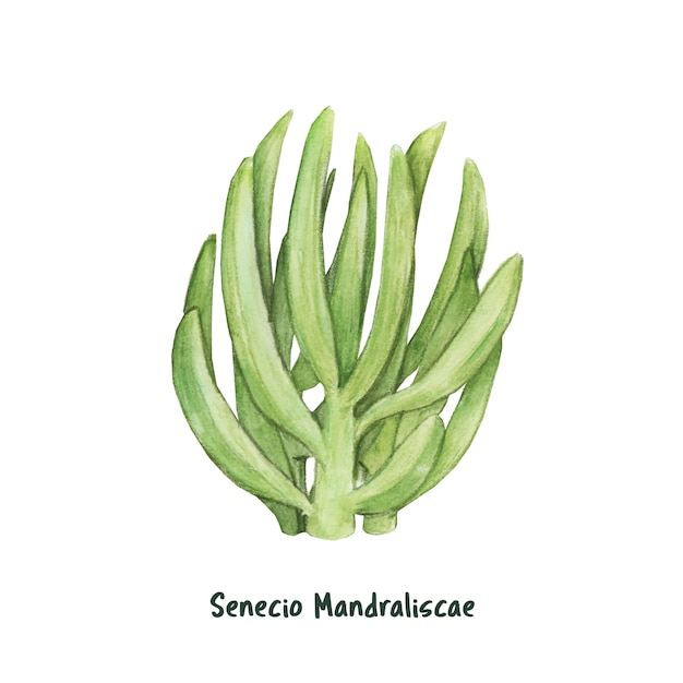 Hand drawn senecio mandraliscae succulent