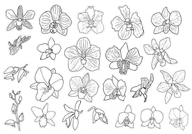 蘭の花を描くイラスト プレミアムベクター