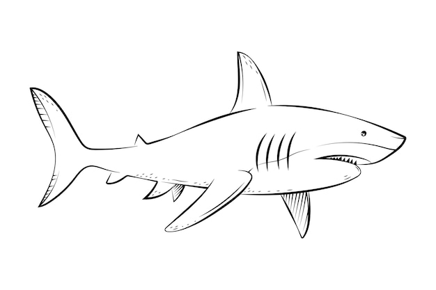 Hand drawn shark outline illustration
