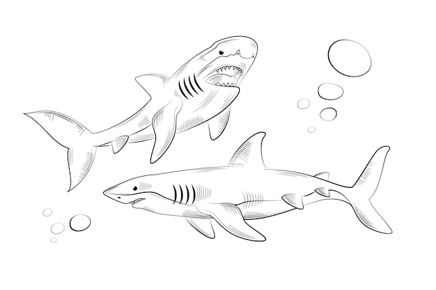 Hand drawn shark outline illustration