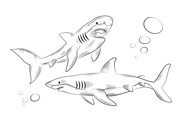 Hand drawn shark outline illustration