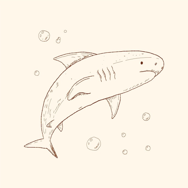 Hand drawn shark outline illustration