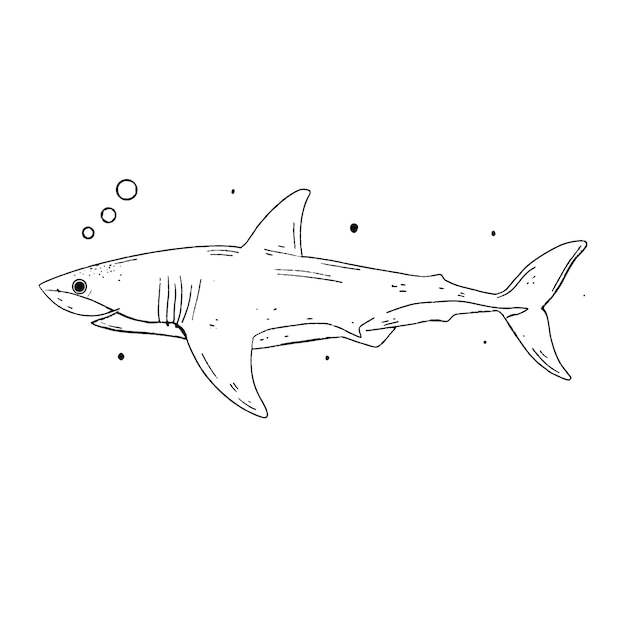 Hand drawn shark outline illustration