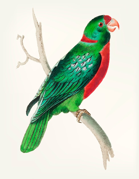 Hand drawn of short tailed green parakeet